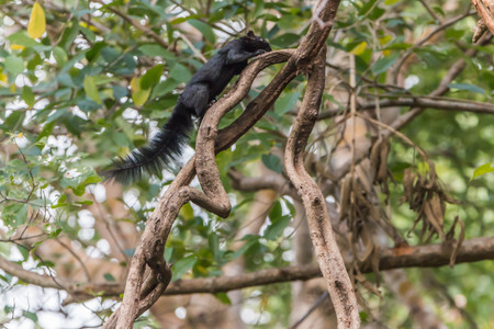 Squirrel is a mammal. A small body size Shaggy covering the whole body with black eyes, bushy tail swells are classified as rodents in the family Sciuridae.の写真素材
