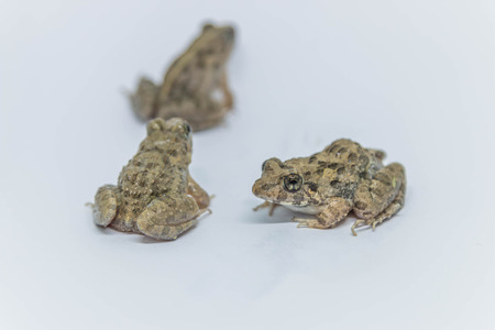 Frogs are amphibians jump as far as a four-legged animal that eats a diet of insects and other small...