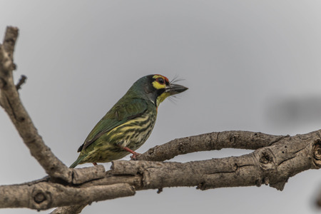 Asian barbet Nest in tree holes With wood drills a hole like a woodpecker. The birds of the same...