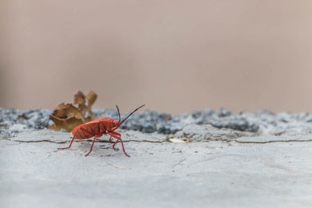 Insects are invertebrates Classified in the phylum's call last week. Phylum classified into 13 different groups, there is a significant body segments.の写真素材