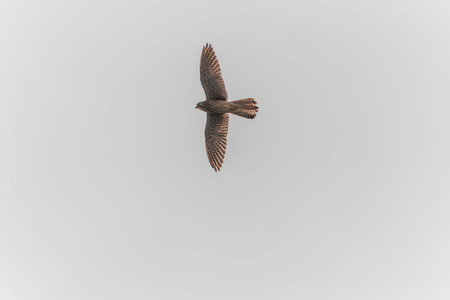 Hawk is similar to an eagle, a bird of prey as well. But the Hawks are smaller than a hooked beak and sharp claws flying strong in spreading fast and wide long wings can fly or heat.の写真素材