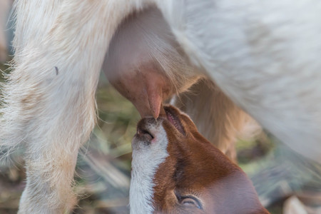 Goats (Scientific name: Capra aegagrus hircus) is a subspecies of goat taming of wild goats in southwest Asia and Eastern Europeの写真素材