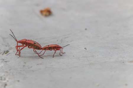 Insects are invertebrates Classified in the phylum's call last week. Phylum classified into 13...
