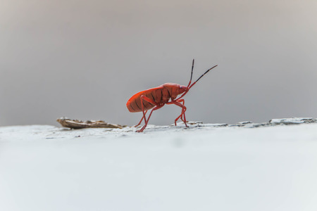 Insects are invertebrates Classified in the phylum's call last week. Phylum classified into 13...