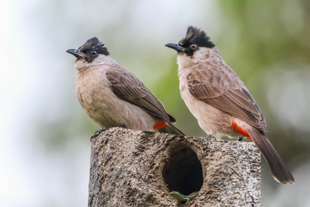 Bulbul is a family of birds for a small family. Classified under the birds sing A family that Pycnonotidae. A small bird with colorful different for each type.の写真素材