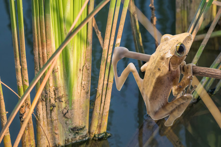 Frogs are amphibians jump as far as a four-legged animal that eats a diet of insects and other small animals can be cultured Sister economy.の写真素材