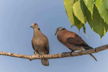 Columbidae A family of birds in the rankings. Columbiformes This is just one family Columbidae. The birds range in size from very small to large.の写真素材