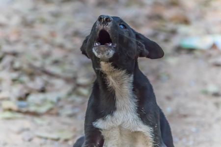 The official language of the dog or dogs (Canis lupus familiaris or scientific name Canis familiaris) is a mammal species in the family Canidae produce a multi-currency.の写真素材