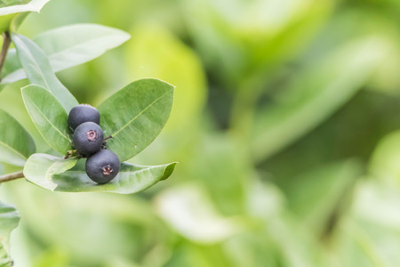 Forest fruit is a fruit that occurs naturally in the wild. Both edible and inedible. A variety of wildlife. Increase the fertility of the forests.の写真素材