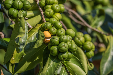 Forest fruit is a fruit that occurs naturally in the wild. Both edible and inedible. A variety of wildlife. Increase the fertility of the forests.の写真素材
