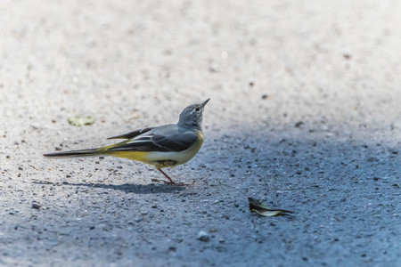 Poultry or birds (including chickens, ducks, geese, pheasants) are in the phylum Chordate class Aves is a common feature. A warm-blooded animal baht Twitterの写真素材