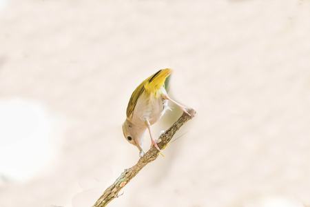 Finch is a small bird Orthotomus currency. From mouth to tail length of 12 cm together some small mouth, long legs taper.の写真素材