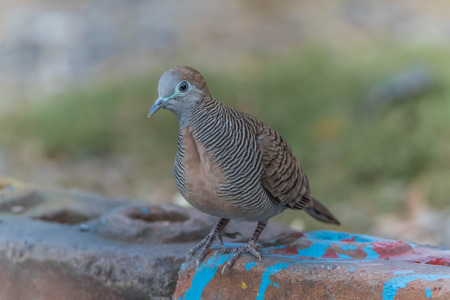 Columbidae A family of birds in the rankings. Columbiformes This is just one family Columbidae. The birds range in size from very small to large.の写真素材