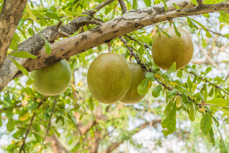 Forest fruit is a fruit that occurs naturally in the wild. Both edible and inedible. A variety of wildlife. Increase the fertility of the forests.の写真素材