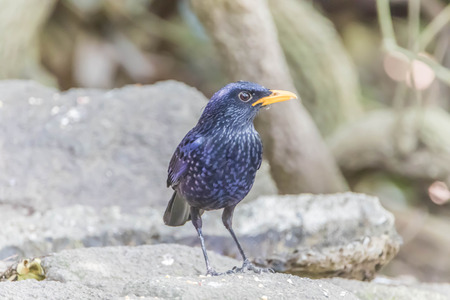 Acridotheres a genus of passerine single currency. Acridotheres that the family name in the ancestry acridotheres and starlings. Obesity Fort Bobtailの写真素材