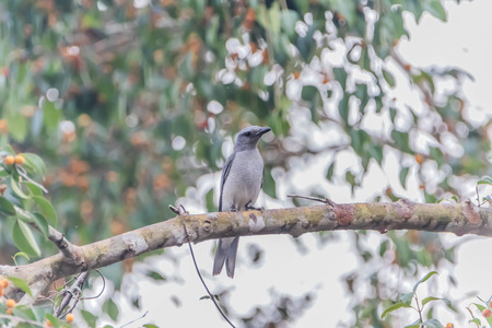 Poultry or birds (including chickens, ducks, geese, pheasants) are in the phylum Chordate class Aves is a common feature.の写真素材