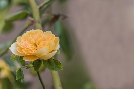 Roses are the flowers that have been planted in one of the world's most originating from Asia. People planted for beauty.の写真素材