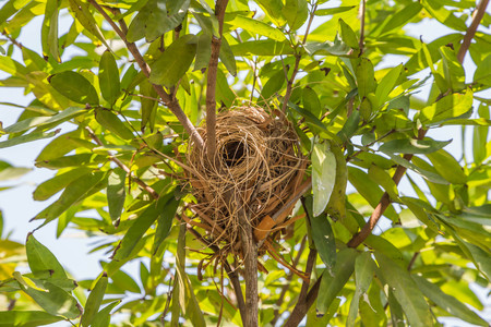 Nests are divided into various categories. The nature and quality varies and there is ... home Created certainly inferior quality bird's nest at home, then it's natural.の写真素材