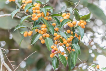 Forest fruit is a fruit that occurs naturally in the wild. Both edible and inedible. A variety of wildlife. Increase the fertility of the forests.の写真素材