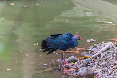 Poultry or birds (including chickens, ducks, geese, pheasants) are in the phylum Chordate class Aves is a common feature. A warm-blooded animal baht Twitterの写真素材