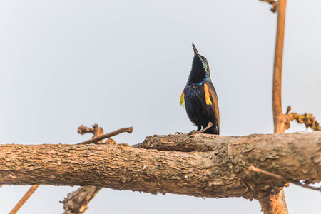 A small bird A full-length feature is about 10-15 cm long, curved beak. The inside is hollow tube And a long tongue in it. Ngmtgai used for feeding from flowers, a staple food.の写真素材