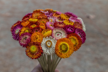 Wild flowers are flowers that occur in a manner that was not intended planting. Found in natural forests There are flowers that bloom in the winter season flowers and floral drought.の写真素材
