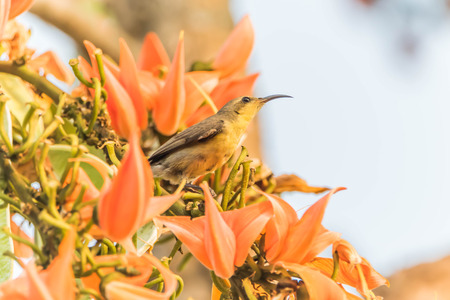 A small bird A full-length feature is about 10-15 cm long, curved beak. The inside is hollow tube And a long tongue in it. Ngmtgai used for feeding from flowers, a staple food.の写真素材
