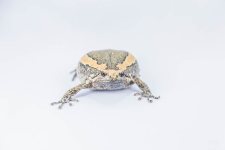 Aegiag bullfrog or a genus of amphibian species of frogs in the genus in the family Kaloula bullfrog.の写真素材