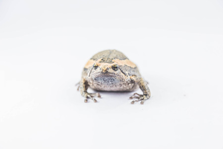 Aegiag bullfrog or a genus of amphibian species of frogs in the genus in the family Kaloula bullfrog.の写真素材