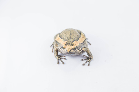 Aegiag bullfrog or a genus of amphibian species of frogs in the genus in the family Kaloula bullfrog.の写真素材