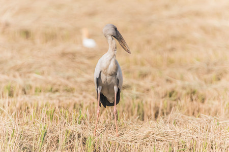 Asian Openbill Scientific name: Anastomus oscitans held in the family Stork (Ciconiidae) is a small bird in this family.の写真素材