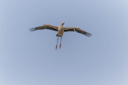 Asian Openbill Scientific name: Anastomus oscitans held in the family Stork (Ciconiidae) is a small bird in this family.の写真素材