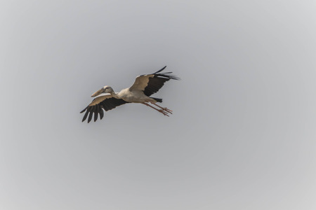 Asian Openbill Scientific name: Anastomus oscitans held in the family Stork (Ciconiidae) is a small...
