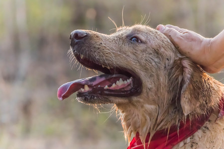 The official language of the dog or dogs (Canis lupus familiaris or scientific name Canis familiaris) is a mammal species in the family Canidae produce a multi-currency.の写真素材