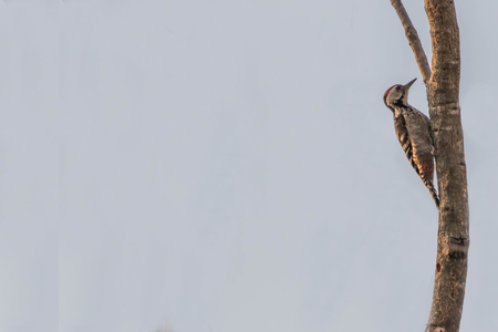 Woodpecker is a bird of a very unique place. It is the only bird that has a living tree hollow or cavity of trees.の写真素材