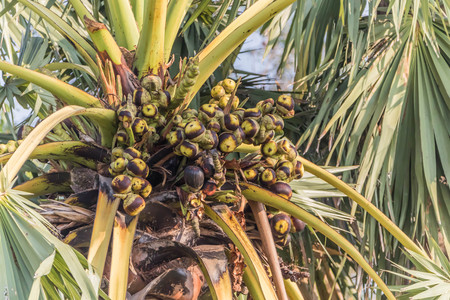 The palm tree is the same tree as the palm and coconut trees are common fruit species in all regions. Beneficial in many ways, such as sweet brown sugar, fresh fruit to make eye candy.の写真素材