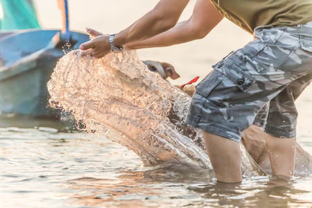 The official language of the dog or dogs (Canis lupus familiaris or scientific name Canis familiaris) is a mammal species in the family Canidae produce a multi-currency.の写真素材