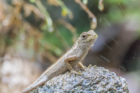 Most lizards are carnivorous. They eat insects and arthropods is. But for a family with such a large vertebrate with varanidae to eatの写真素材