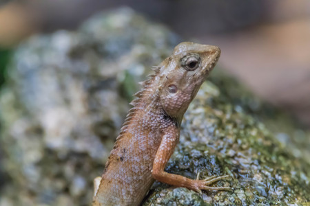 Most lizards are carnivorous. They eat insects and arthropods is. But for a family with such a large...