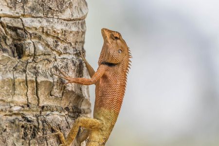 Most lizards are carnivorous. They eat insects and arthropods is. But for a family with such a large vertebrate with varanidae to eatの写真素材