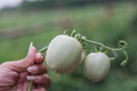 Tomato is a herbaceous plant was only one year is a shrub with upright stems covered downy leaves are alternately carries out leaflets of unequal size. Some small oval leaves are long round.の写真素材