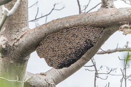 Bees are classified as invertebrates. R. Thomas could phylum arthropods. The insect species live together in groups. Most of the food is nectar from flowers.の写真素材