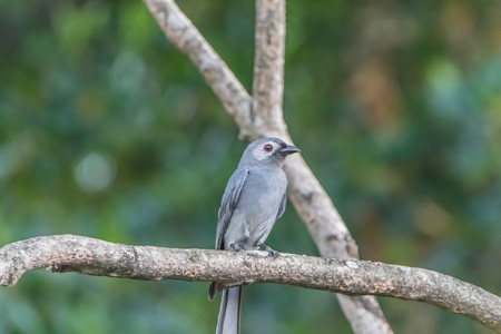Poultry or birds (including chickens, ducks, geese, pheasants) are in the phylum Chordate class Aves is a common feature. A warm-blooded animal baht Twitterの写真素材