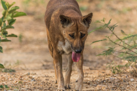 The official language of the dog or dogs (Canis lupus familiaris or scientific name Canis familiaris) is a mammal species in the family Canidae produce a multi-currency.の写真素材