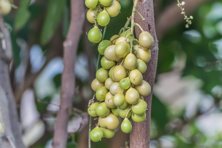 Forest fruit is a fruit that occurs naturally in the wild. Both edible and inedible. A variety of wildlife. Increase the fertility of the forests.の写真素材