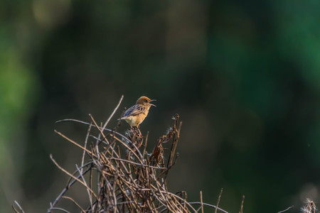 Finch is a small bird Orthotomus currency. From mouth to tail length of 12 cm together some small mouth, long legs taper.の写真素材