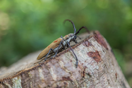 Hot weather in April is the cicada beetle trunk or proboscis out unveiled beauty orchard. Create amazing to witnessの写真素材