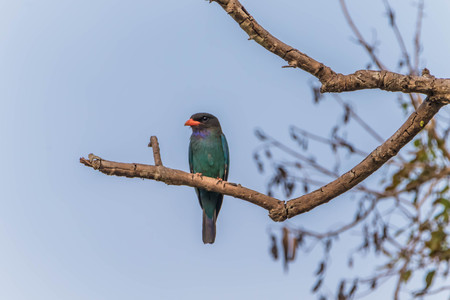 Poultry or birds (including chickens, ducks, geese, pheasants) are in the phylum Chordate class Aves is a common feature. A warm-blooded animal baht Twitterの写真素材