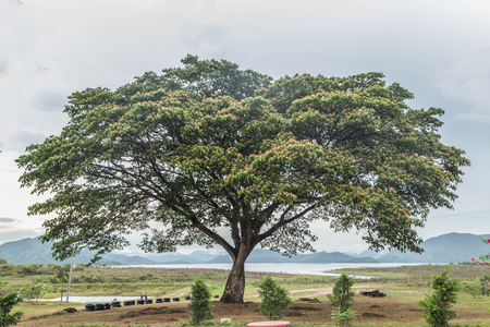 tree in Forestの写真素材