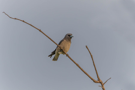 Poultry or birds (including chickens, ducks, geese, pheasants) are in the phylum Chordate class Aves is a common feature. A warm-blooded animal baht Twitterの写真素材